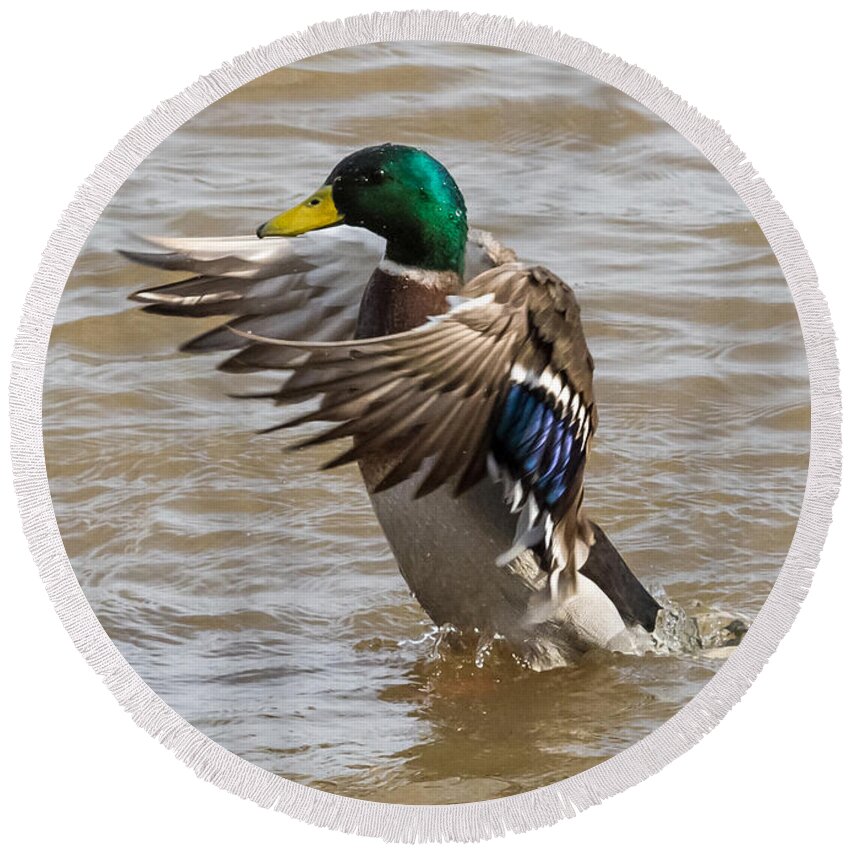 Male Round Beach Towel featuring the photograph Male Mallard by Holden The Moment