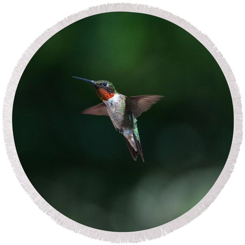 Hummers Round Beach Towel featuring the photograph Male Ruby Throated Hummingbird #1 by Brenda Jacobs