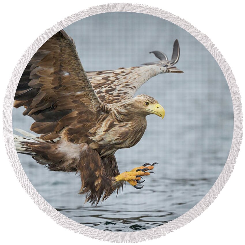 Eagle Round Beach Towel featuring the photograph Male White-tailed Eagle #1 by Andy Astbury