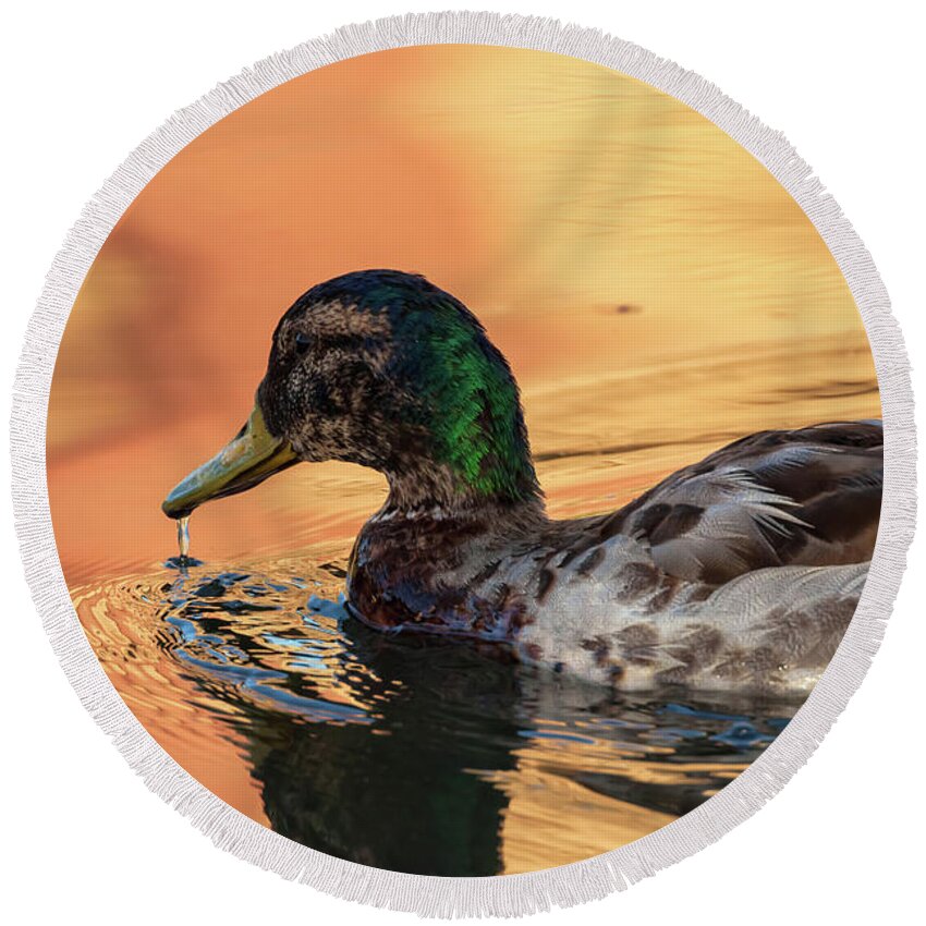 Mallard Duck Round Beach Towel featuring the photograph Searching For Breakfast by Jonathan Nguyen
