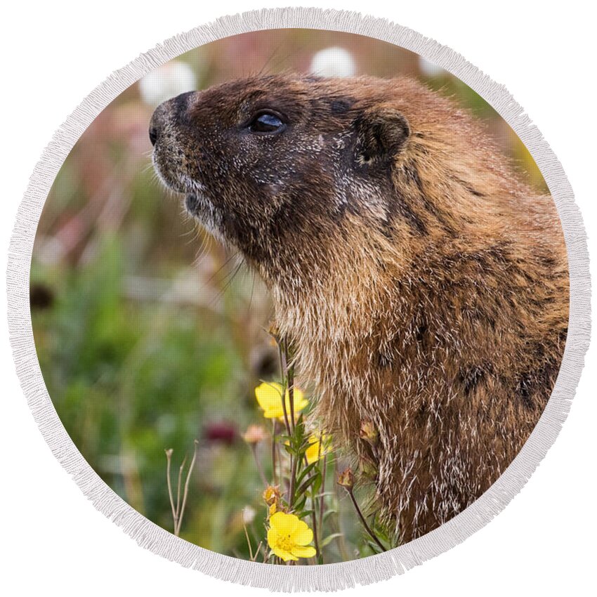 Marmots Round Beach Towel featuring the photograph Marmot Study #3 #1 by Mindy Musick King