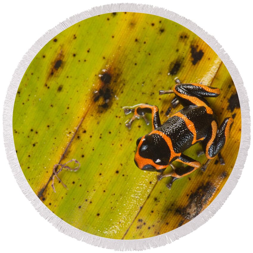 Animal Round Beach Towel featuring the photograph Mimic Poison Arrow Frog #4 by Francesco Tomasinelli