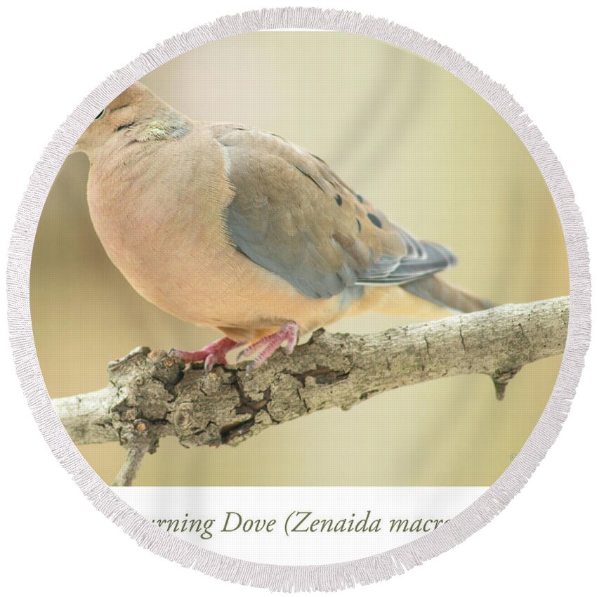 Mourning Dove Round Beach Towel featuring the photograph Mourning Dove, Animal Portrait #1 by A Macarthur Gurmankin
