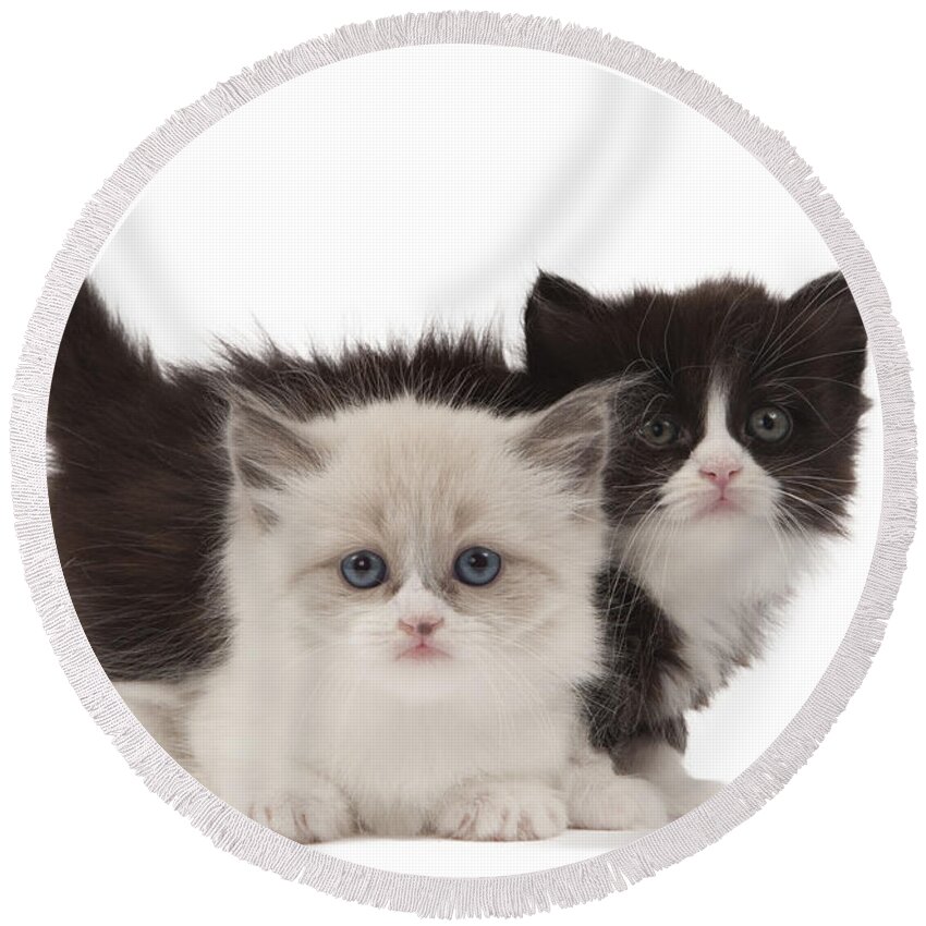 Cat Round Beach Towel featuring the photograph Munchkin Kittens #1 by Jean-Michel Labat