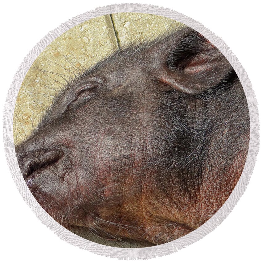 Pig Round Beach Towel featuring the photograph Nap Time #1 by Dennis Dugan