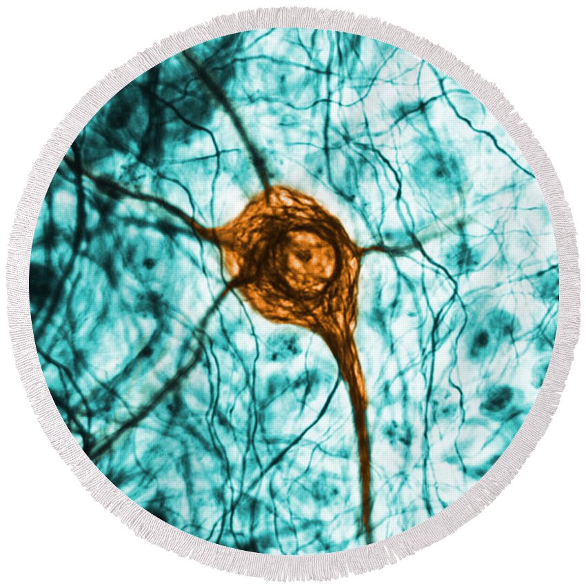Cell Round Beach Towel featuring the photograph Neuron, Tem #1 by Science Source