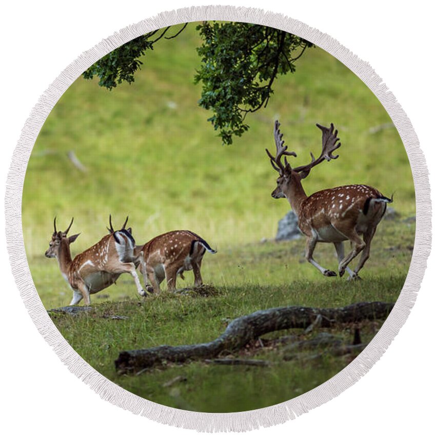 Four Fallow Deer Bucks Round Beach Towel featuring the photograph On the run by Torbjorn Swenelius