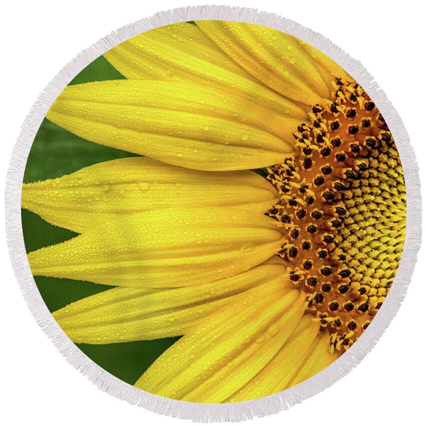 Flower Round Beach Towel featuring the photograph Partial Sunflower #1 by Don Johnson