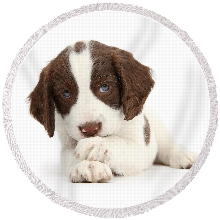 English Springer Spaniel Round Beach Towel featuring the photograph Paws Crossed Pup #2 by Warren Photographic