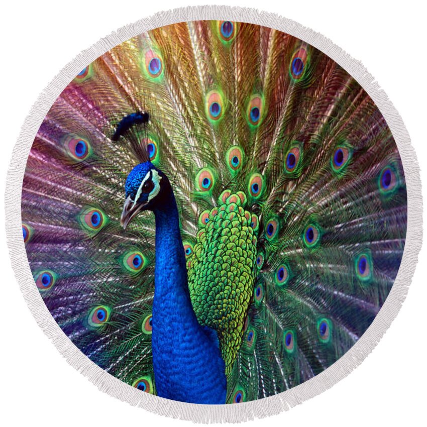 Beauty Round Beach Towel featuring the photograph Peacock by Hannes Cmarits