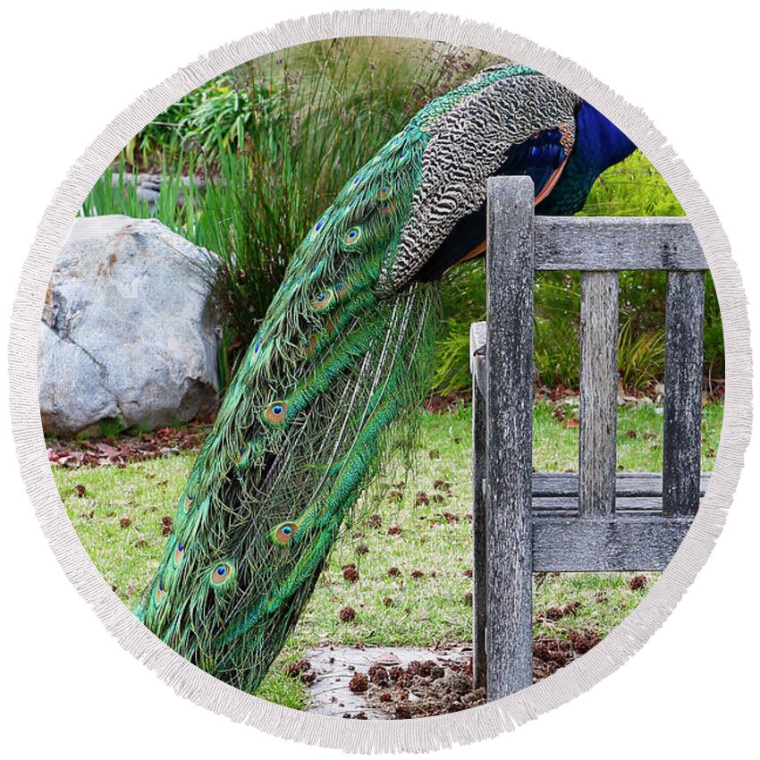 Animal Round Beach Towel featuring the photograph Peacock #1 by Nicholas Burningham