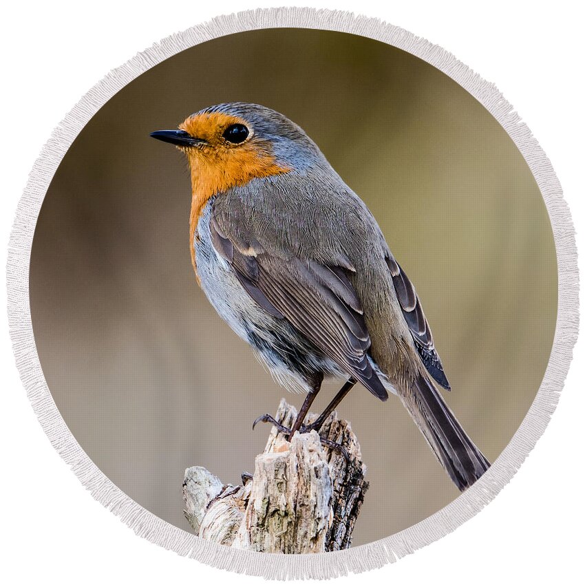 Perching Round Beach Towel featuring the photograph Perching Robin by Torbjorn Swenelius