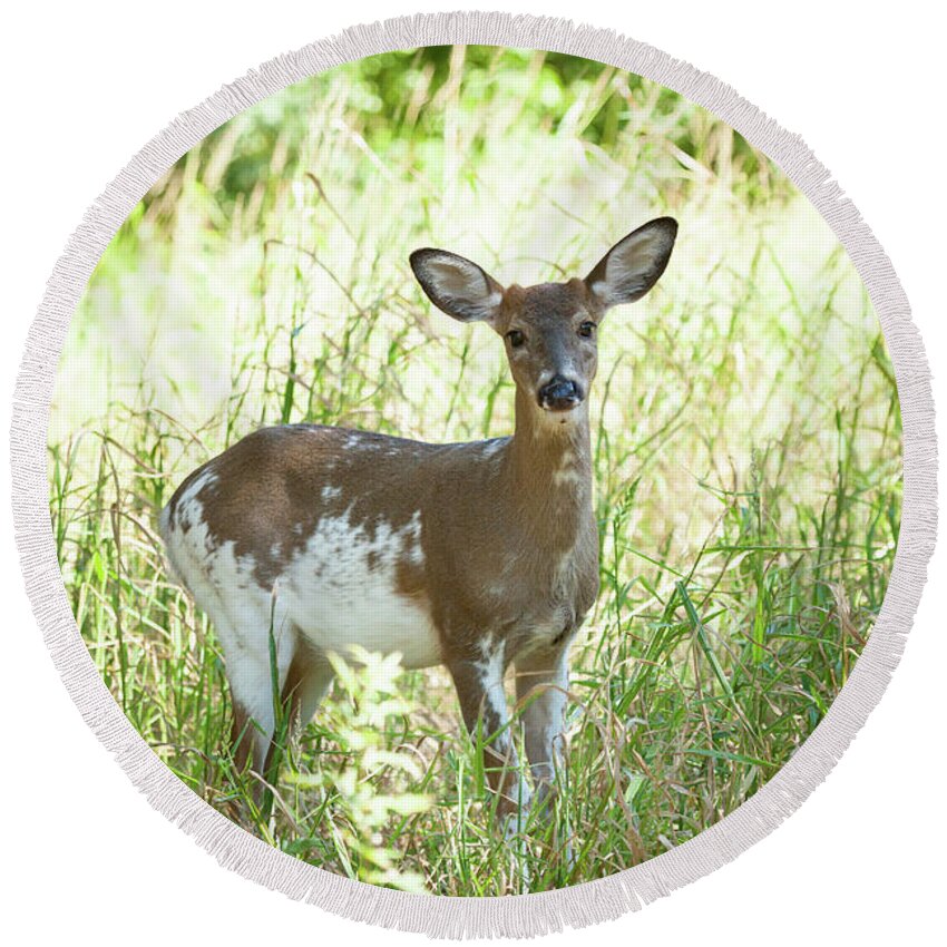 Animal Round Beach Towel featuring the photograph Piebald White-tailed Buck #1 by Erin Cadigan