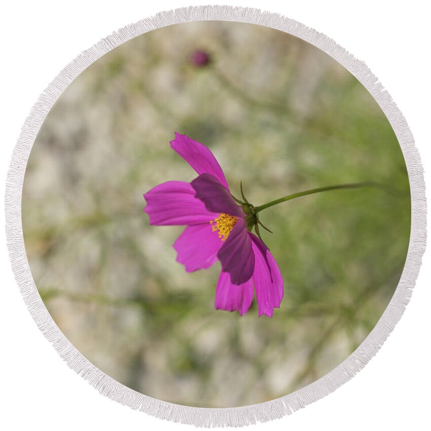 Pink Cosmos Round Beach Towel featuring the photograph Pink Cosmos #1 by Alana Ranney