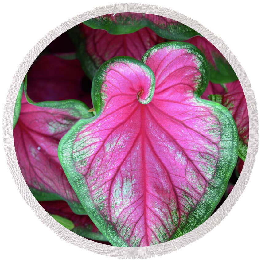 Plant Round Beach Towel featuring the photograph Plant beauty #1 by David Lee Thompson