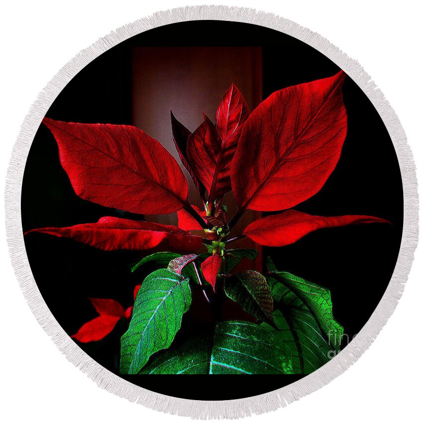 Christmas Decoration Round Beach Towel featuring the photograph Poinsettia by Jasna Dragun