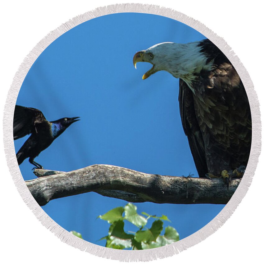 Bald Eagle Round Beach Towel featuring the photograph Politics 2017 by Michael Hall