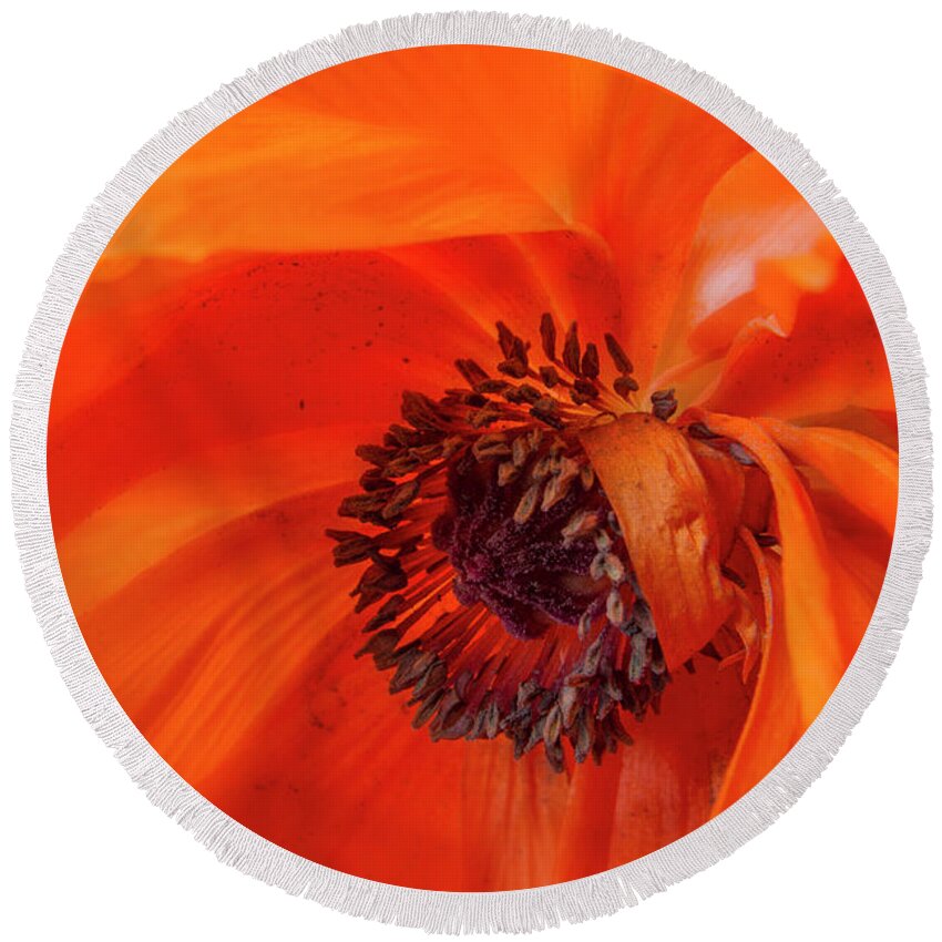 Flowers Round Beach Towel featuring the photograph Poppy Detail #1 by Garry McMichael