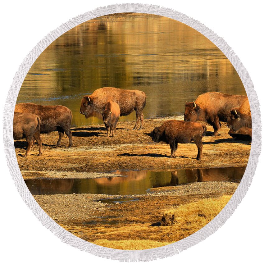 Bison Round Beach Towel featuring the photograph Gathering To Cross The Yellowstone River by Adam Jewell