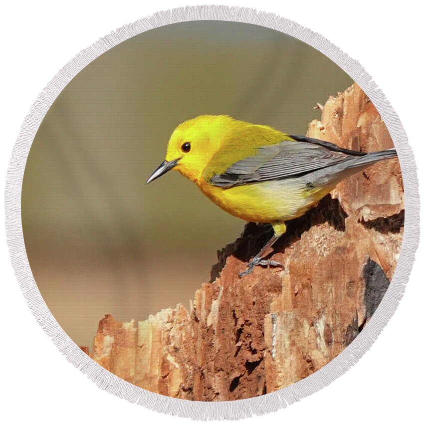 Songbird Round Beach Towel featuring the photograph Prothonotary Warbler #1 by Jack Nevitt