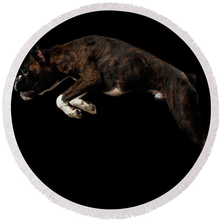 Boxer Round Beach Towel featuring the photograph Purebred Boxer Dog Isolated on Black Background #2 by Sergey Taran