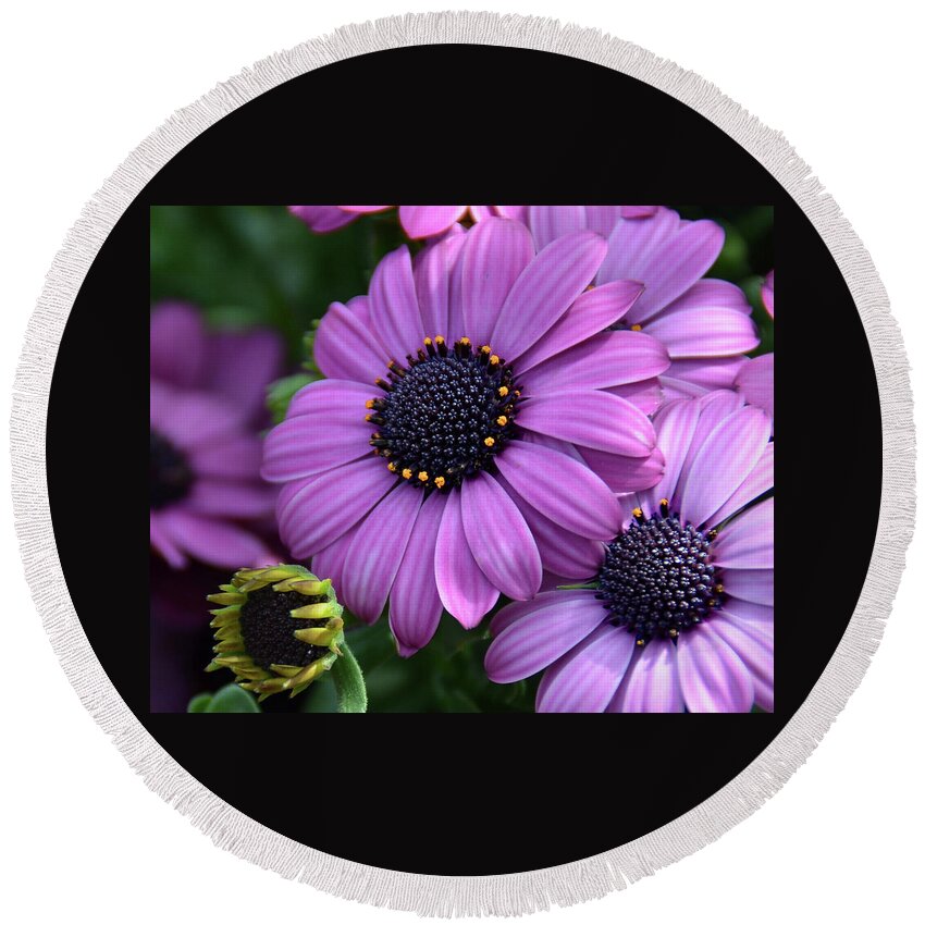 African Daisy Round Beach Towel featuring the photograph African Daisy by Ronda Ryan