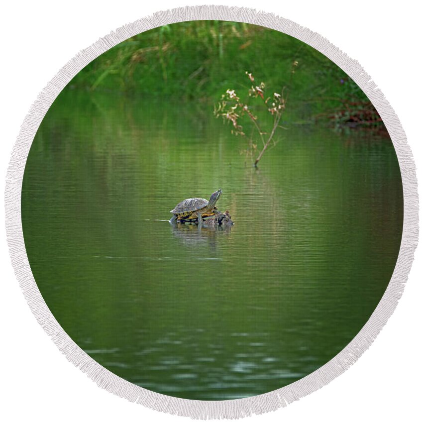 Red Round Beach Towel featuring the photograph Red-eared Slider Turtle #1 by Tam Ryan