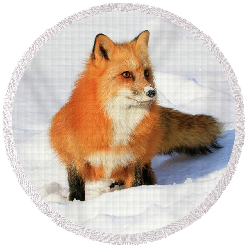 Red Fox Round Beach Towel featuring the photograph Red Fox #1 by Steve McKinzie