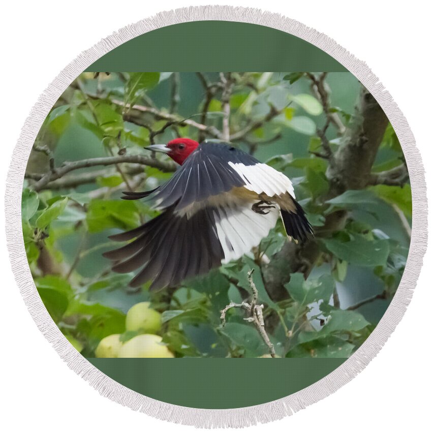 Red Headed Woodpecker Round Beach Towel featuring the photograph Red-Headed Woodpecker by Holden The Moment