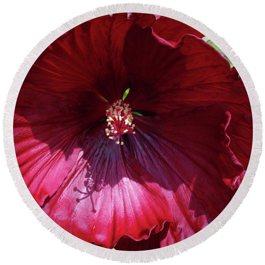 Hibiscus Round Beach Towel featuring the photograph Red Hibiscus #1 by Jackson Pearson