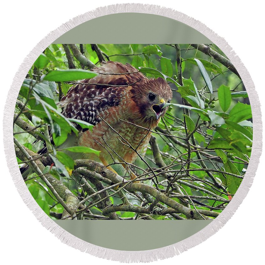 Raptor Round Beach Towel featuring the photograph Red-shouldered Hawk #1 by Farol Tomson