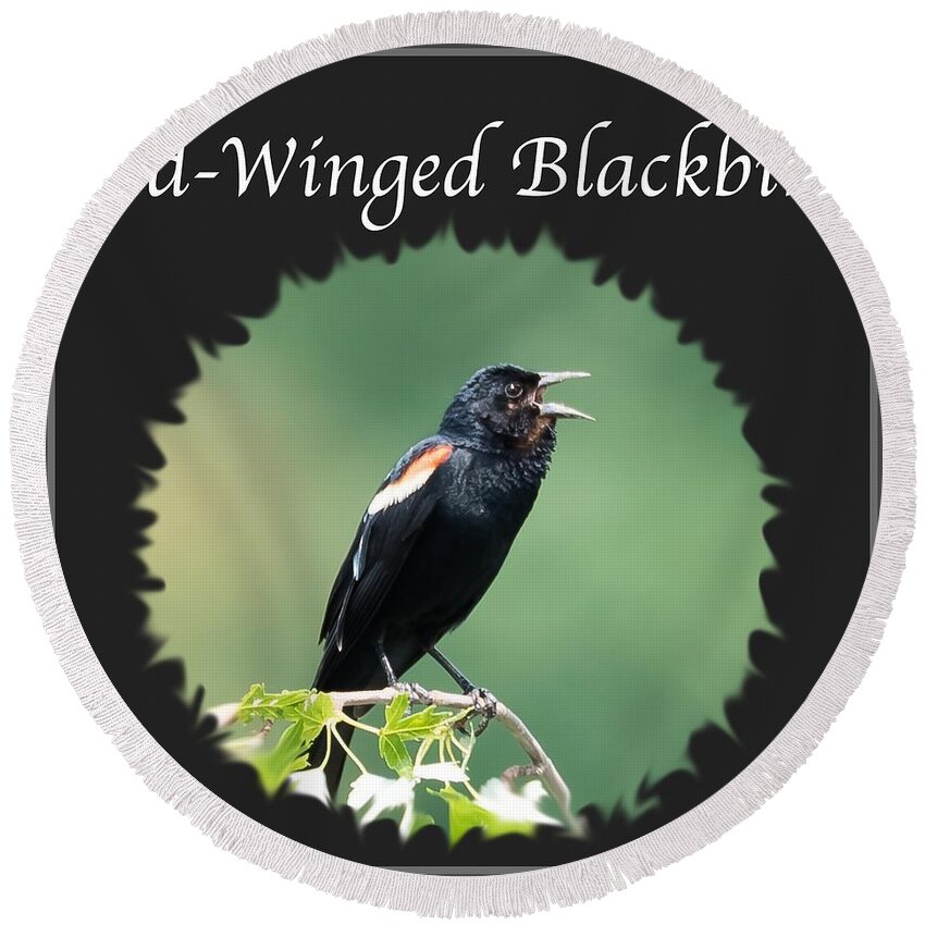 Red-winged Blackbird Round Beach Towel featuring the photograph Red-Winged Blackbird by Holden The Moment