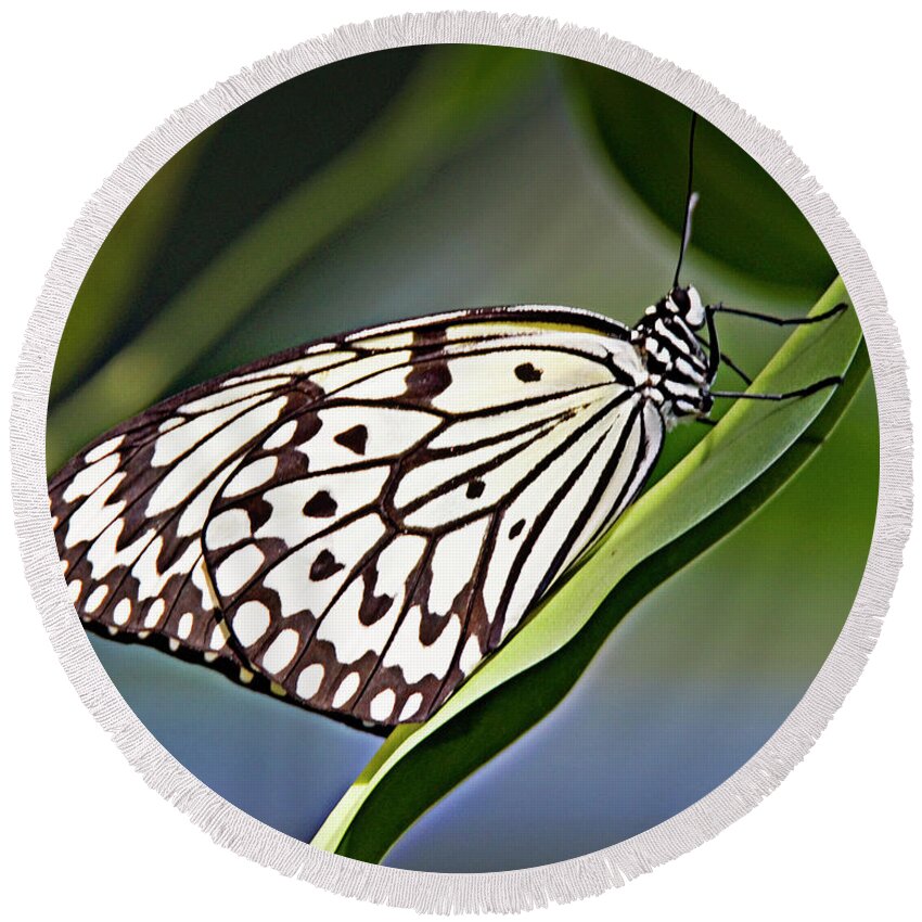 Butterfly Round Beach Towel featuring the photograph Rice Paper Butterfly 8 by Walter Herrit