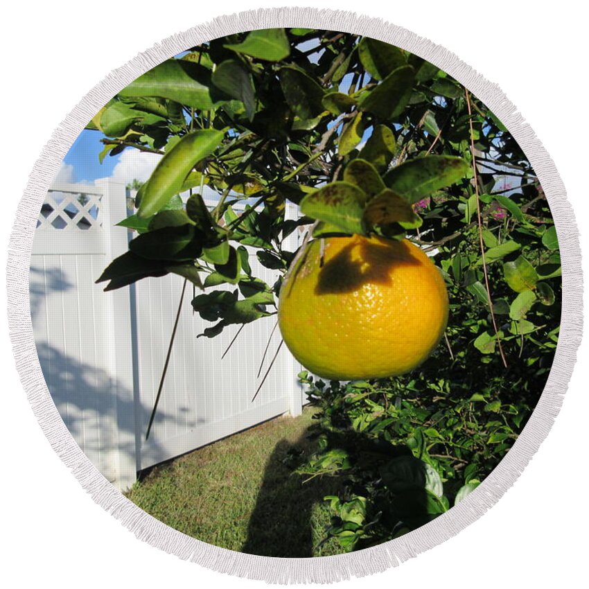 Ripening Round Beach Towel featuring the photograph Ripening Citrus #1 by Frederick Holiday