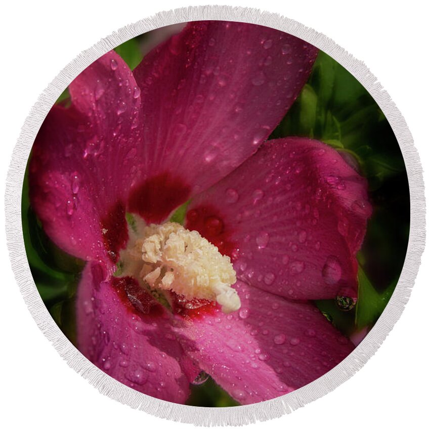 Flowers Round Beach Towel featuring the photograph Rose of Sharon Hibiscus with rain drops #1 by Garry McMichael