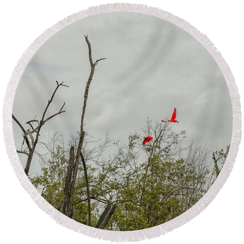 Birds Round Beach Towel featuring the photograph Scarlet Ibis by Patricia Hofmeester
