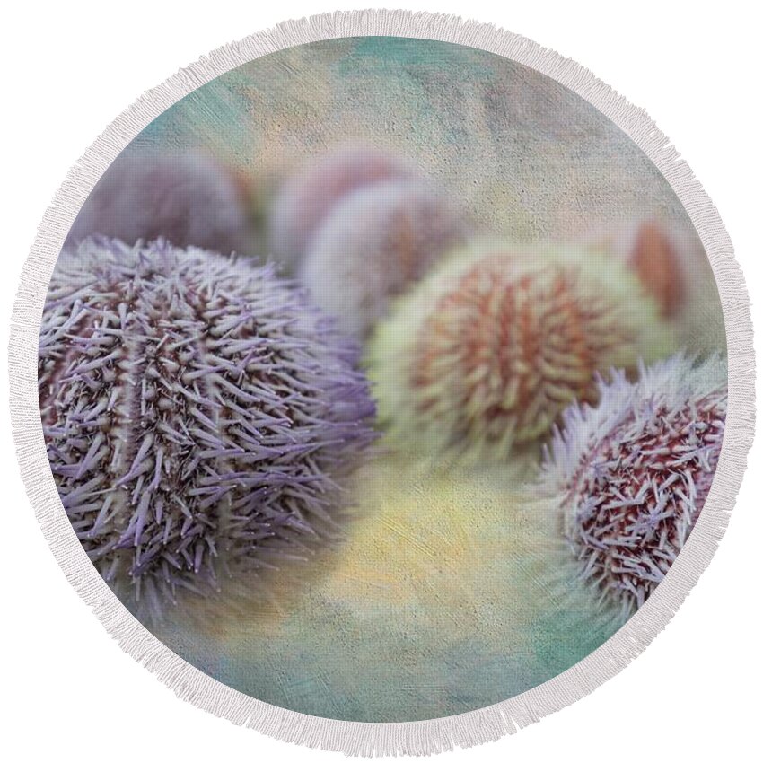 Sea Urchin Shells Round Beach Towel featuring the photograph Sea Urchin Shells #1 by Eva Lechner