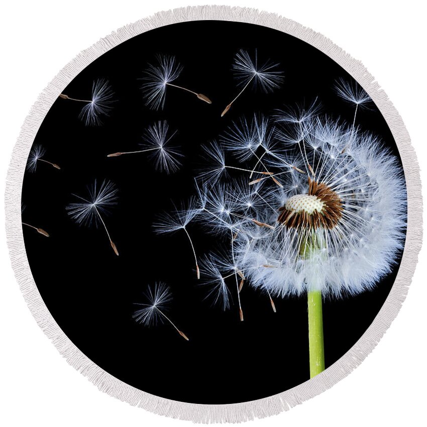 Abstract Round Beach Towel featuring the photograph Silhouettes Of Dandelions #2 by Bess Hamiti