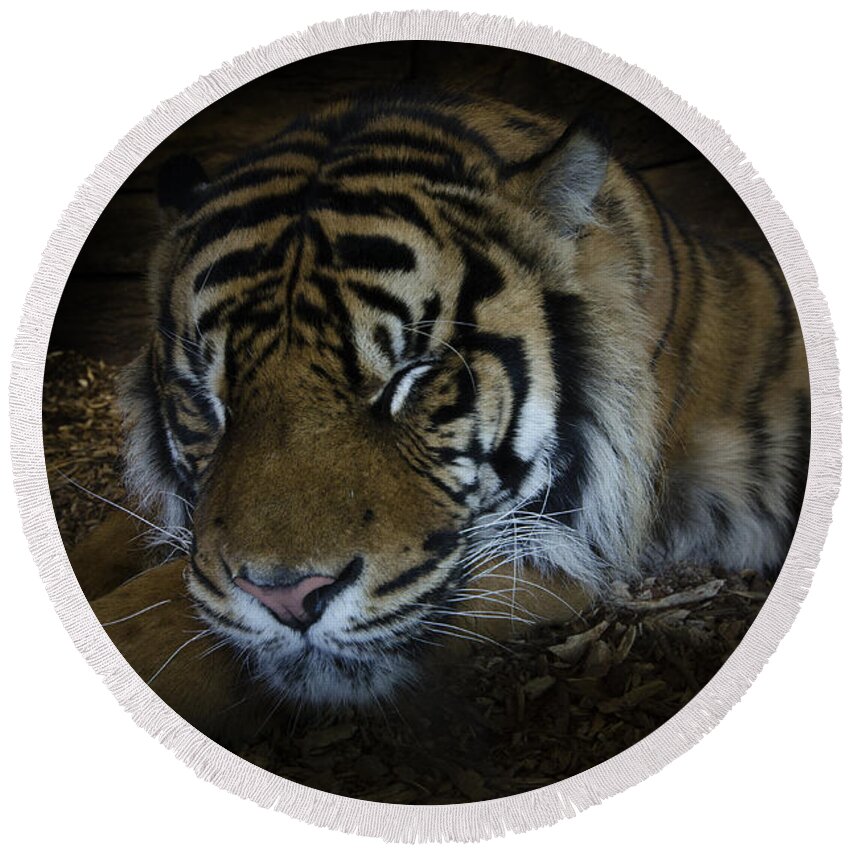 Tiger Round Beach Towel featuring the photograph Sleeping tiger #1 by Steev Stamford
