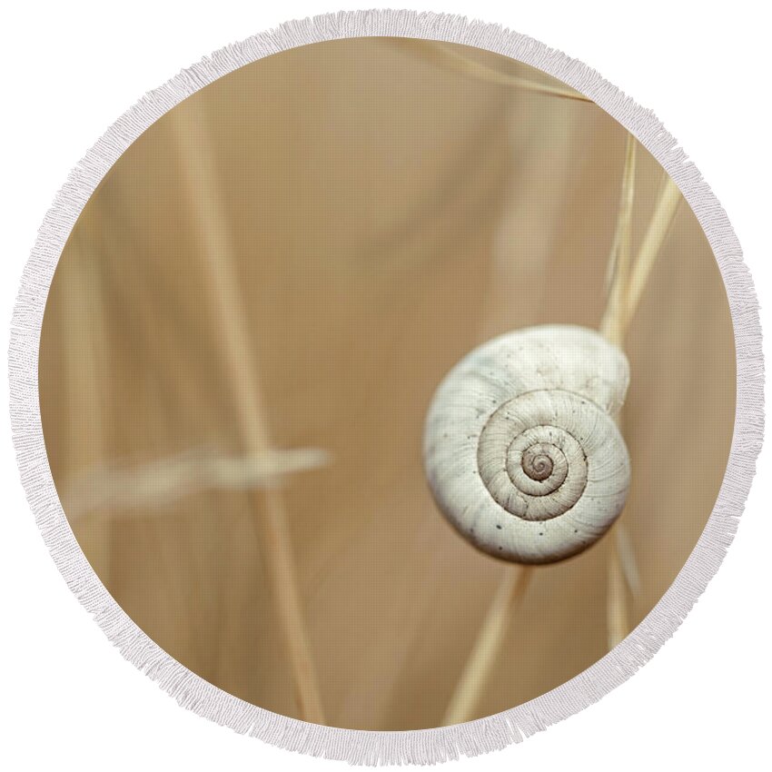 Autumn Round Beach Towel featuring the photograph Snail on Autum Grass Blade by Nailia Schwarz