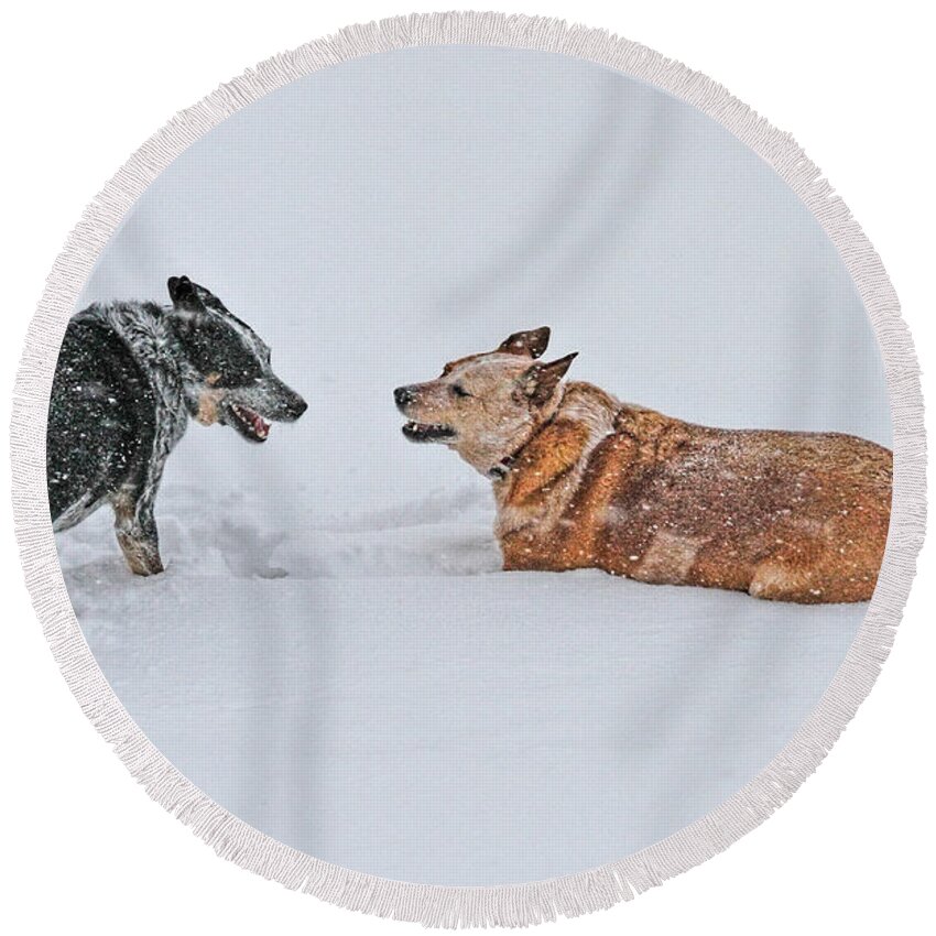 Australian Cattle Dog Round Beach Towel featuring the photograph Snow Play by Elizabeth Winter