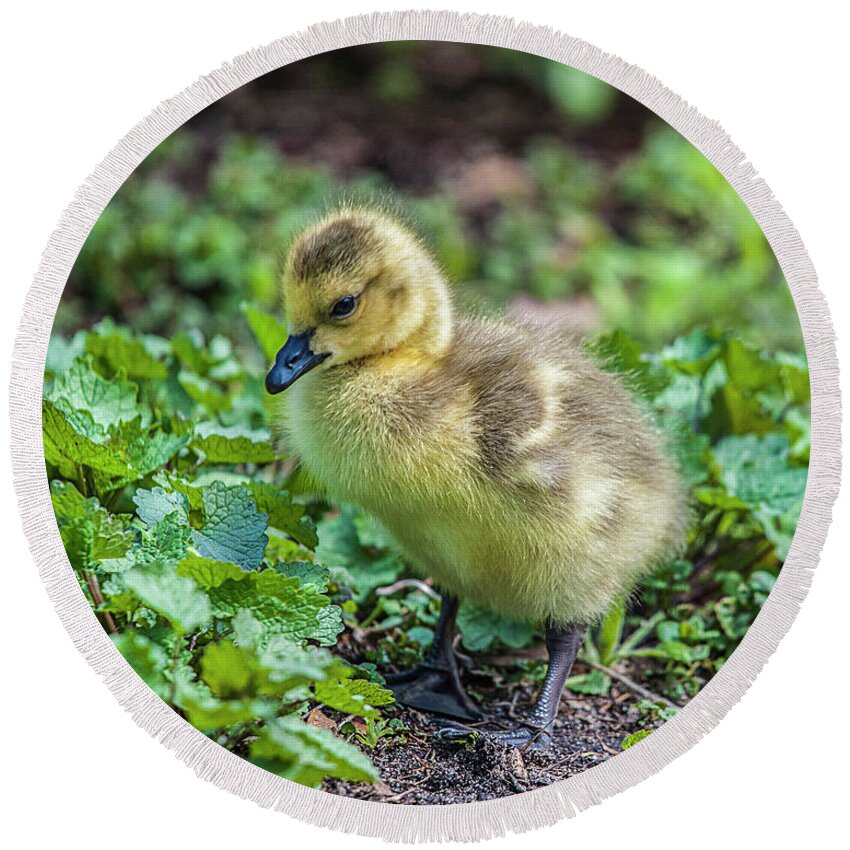 Gosling Round Beach Towel featuring the photograph Spring Baby #1 by Cathy Kovarik