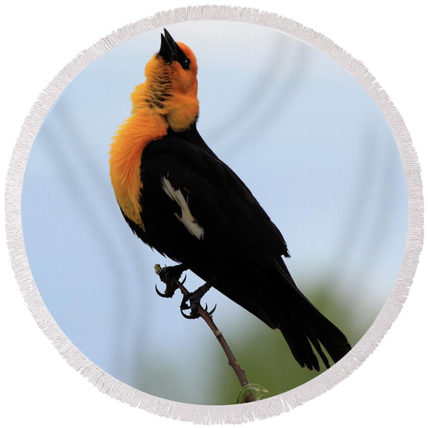 Yellow-headed Blackbird Round Beach Towel featuring the photograph Standing Tall #2 by Shane Bechler