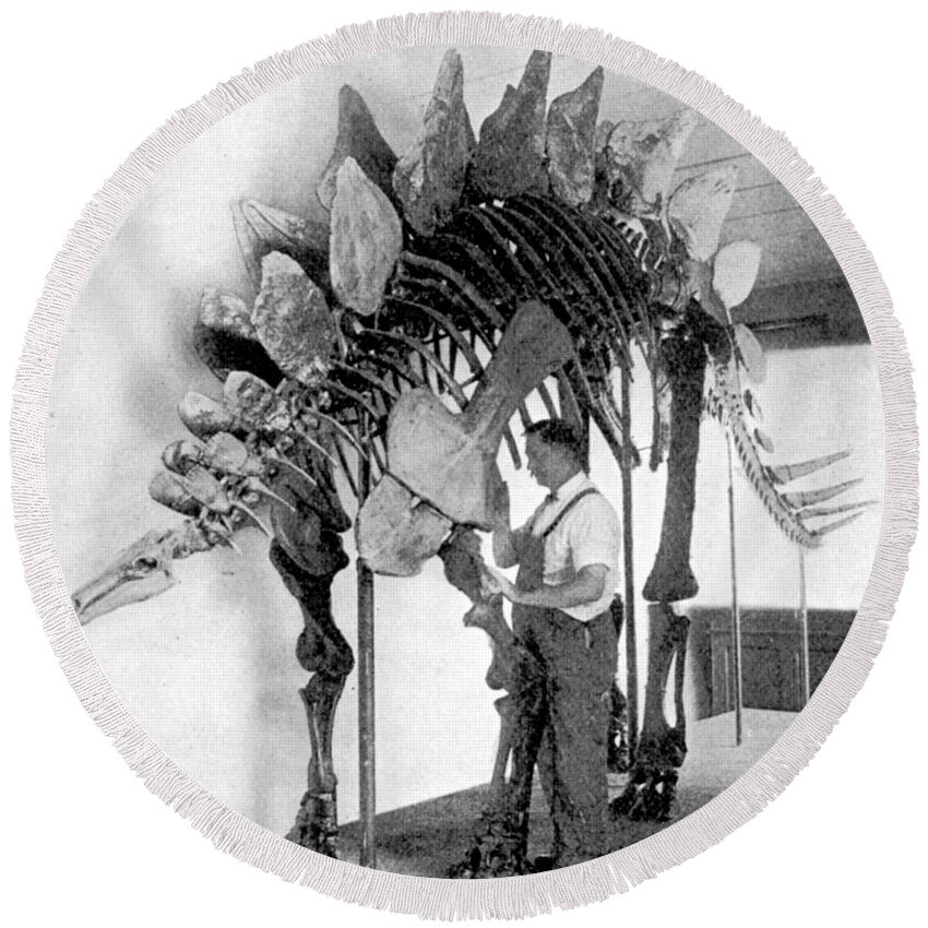 Dinosaur Round Beach Towel featuring the photograph Stegosaurus #1 by Science Source
