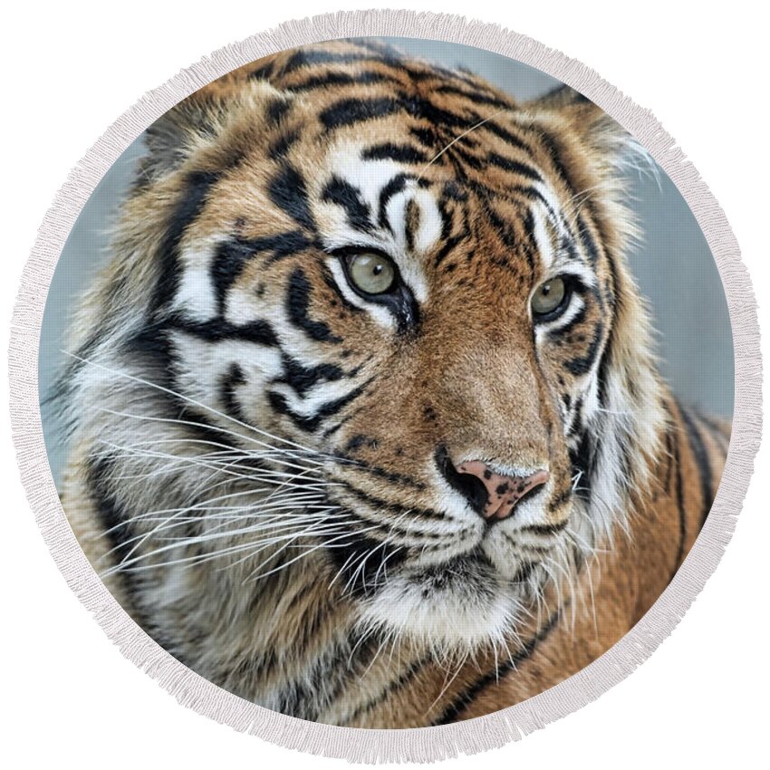 Portrait Of A Tiger Fade To Black Round Beach Towel featuring the photograph The Gaze of a Tiger #2 by Jim Fitzpatrick