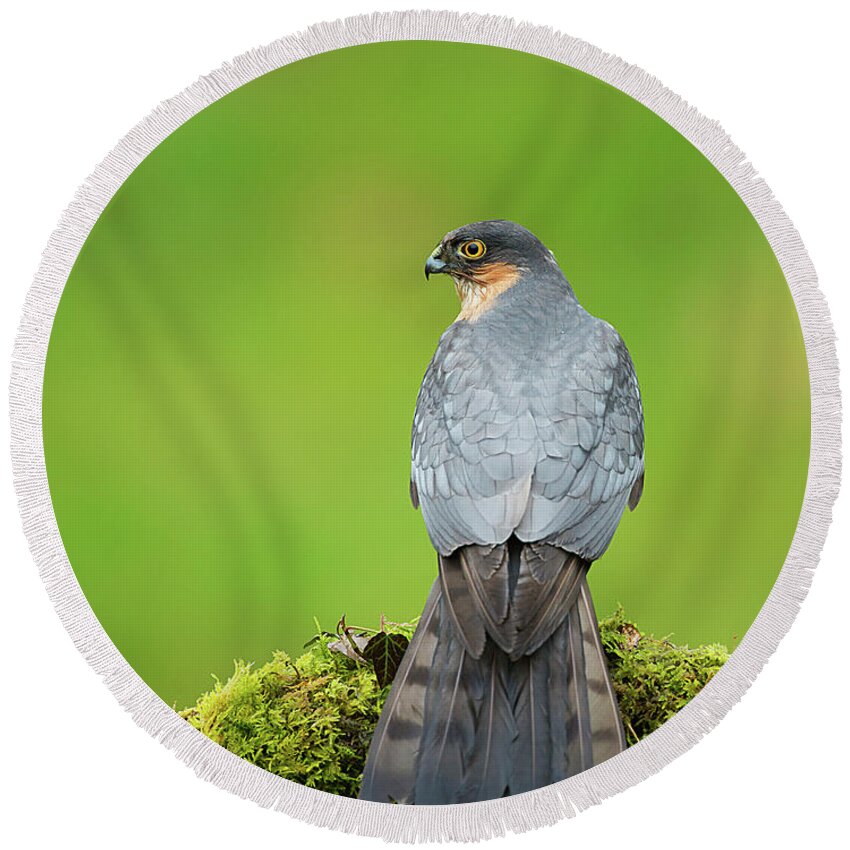 Sparrowhawk Round Beach Towel featuring the photograph The Hunter #1 by Paul Scoullar