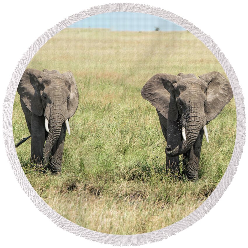Elephants Round Beach Towel featuring the photograph The Pair #1 by Pravine Chester