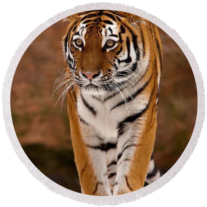 Tiger Round Beach Towel featuring the photograph Tiger #1 by Jackie Russo