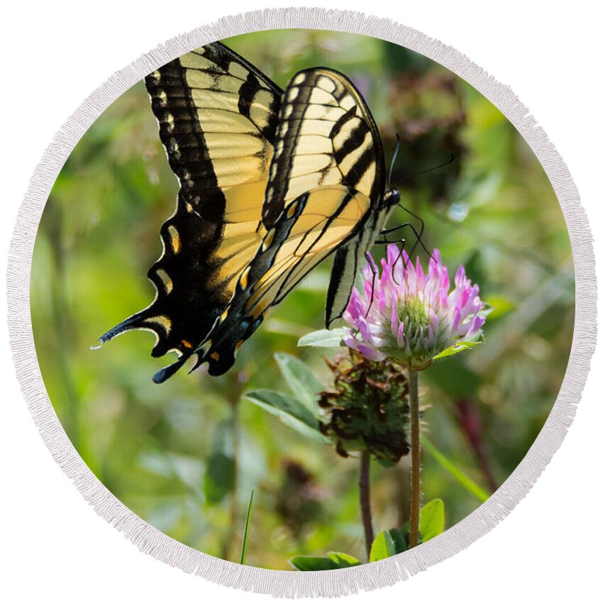 Butterfly Round Beach Towel featuring the photograph Tiger Swallowtail Butterfly #1 by Holden The Moment