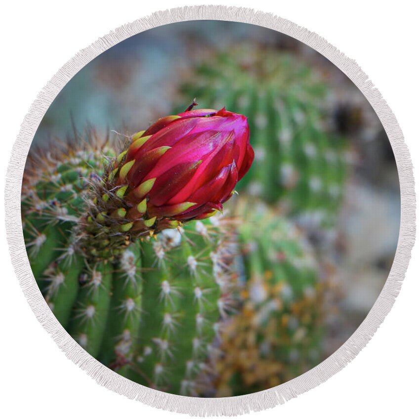 Plants Round Beach Towel featuring the photograph Torch Cacti #1 by Elaine Malott